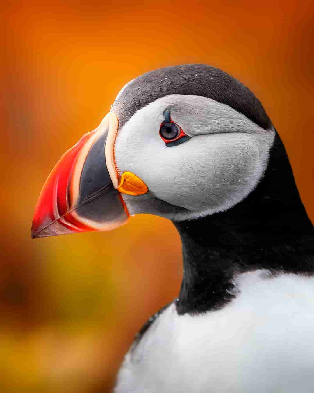 Puffin