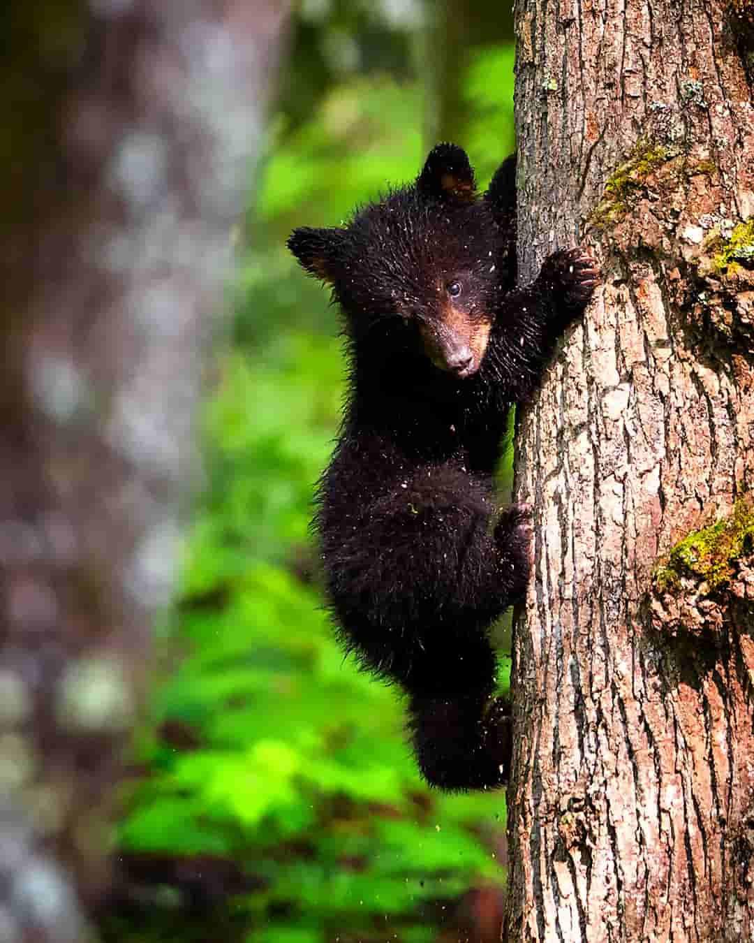 Smoky Cub